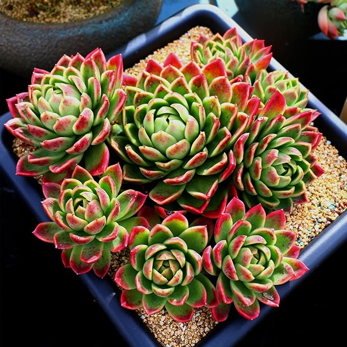 18lb Cactus Pea Gravel Rocks,1/5 Inch Pebbles for Indoor Plants, Natural Succulent Rock and River Rocks Decorative for Aquariums, Vases, Terrarium, Outdoor Gardening, Top Dressing for Potted Plants