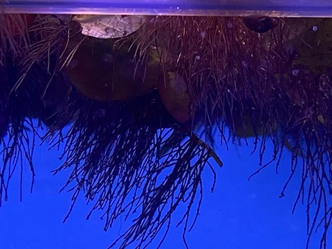 10 Plus Red Root Floater Plants Phyllanthus fluitans Floating Pond Plant Live Aquarium Floating Plants Create Shade and Hiding for Your Fish and Other inhabitants